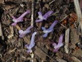 Corydalis solida