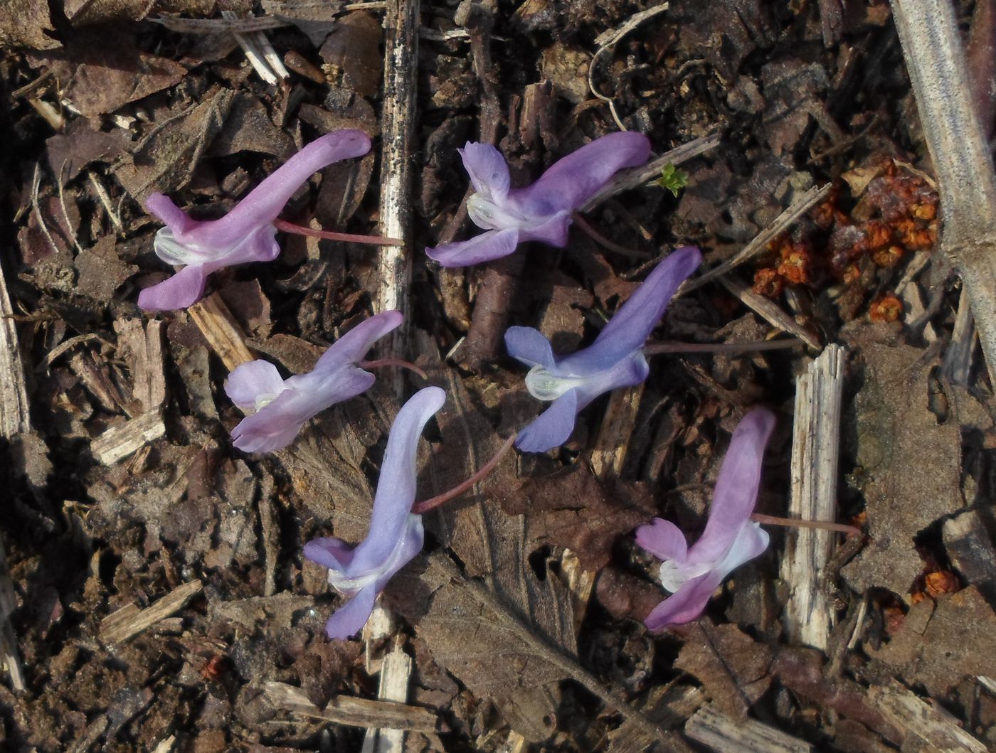 Изображение особи Corydalis solida.