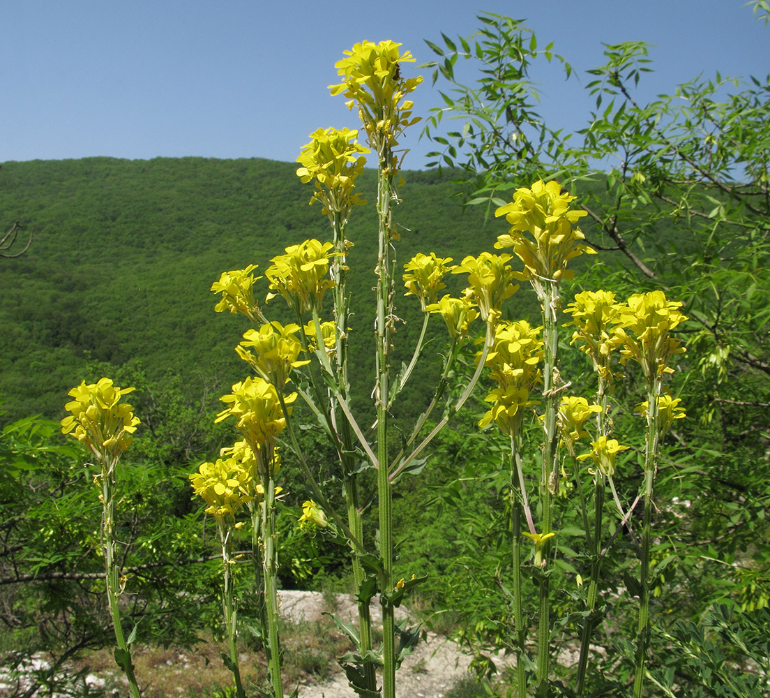 Image of Erysimum cuspidatum specimen.