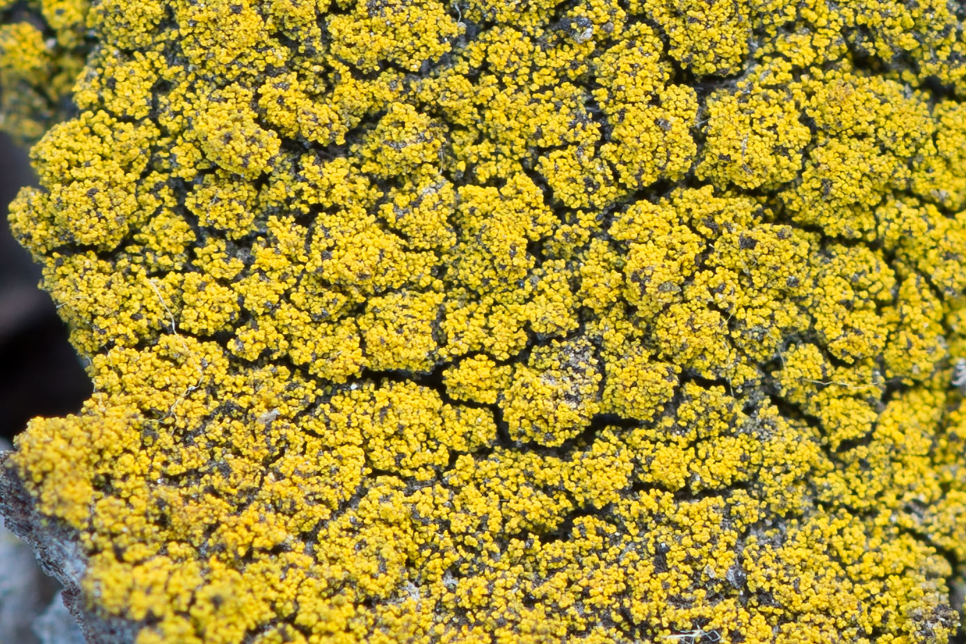 Image of Candelariella xanthostigma specimen.