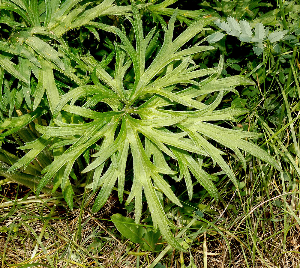 Image of Ranunculus meyerianus specimen.