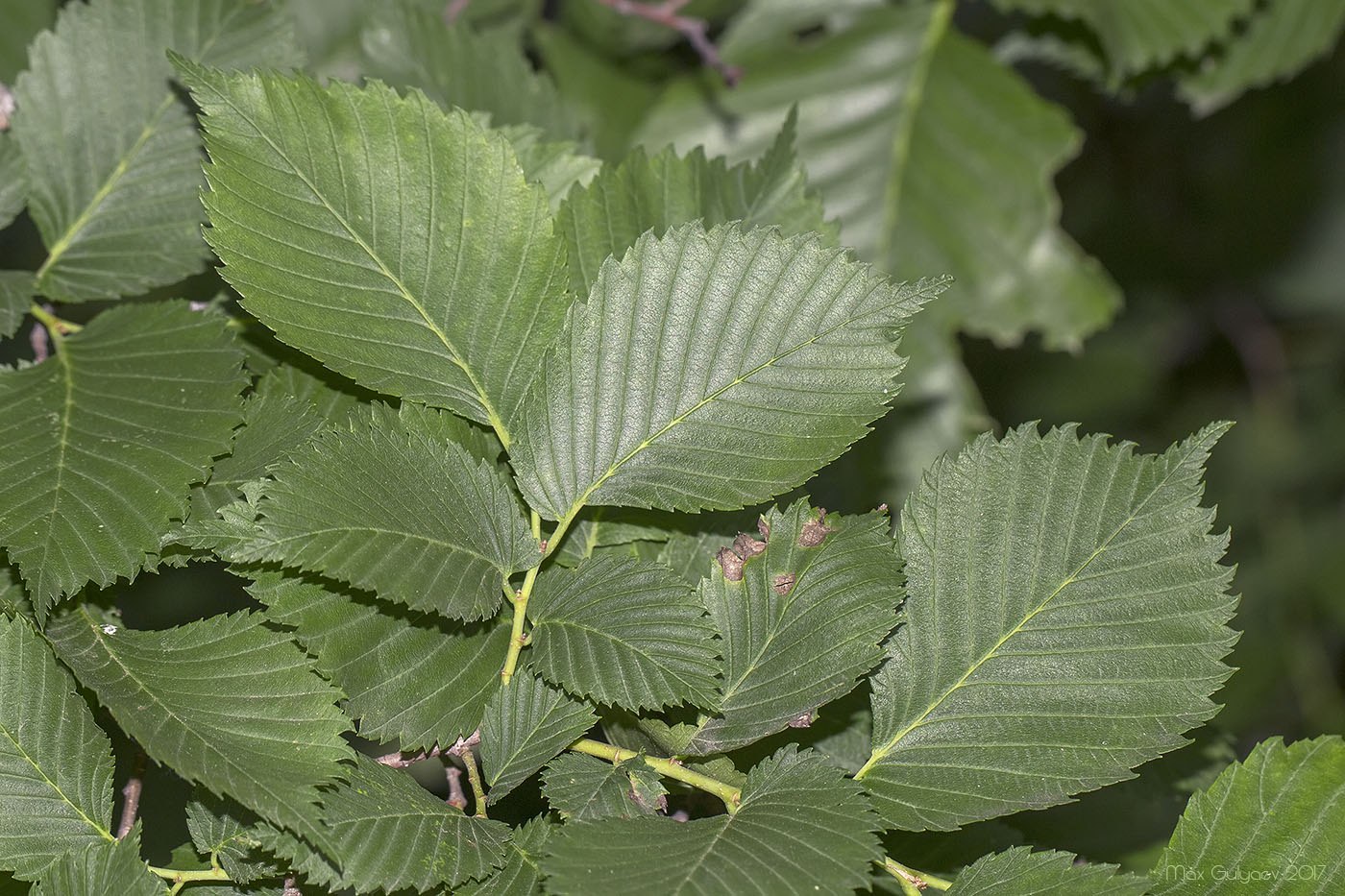 Изображение особи Ulmus laevis.