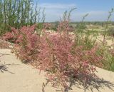 Tamarix ramosissima. Цветущее растение, частично засыпанное песком. Краснодарский край, м/о город-курорт Анапа, окр. с. Витязево, Витязевская коса, дюны. 7 июня 2017 г.