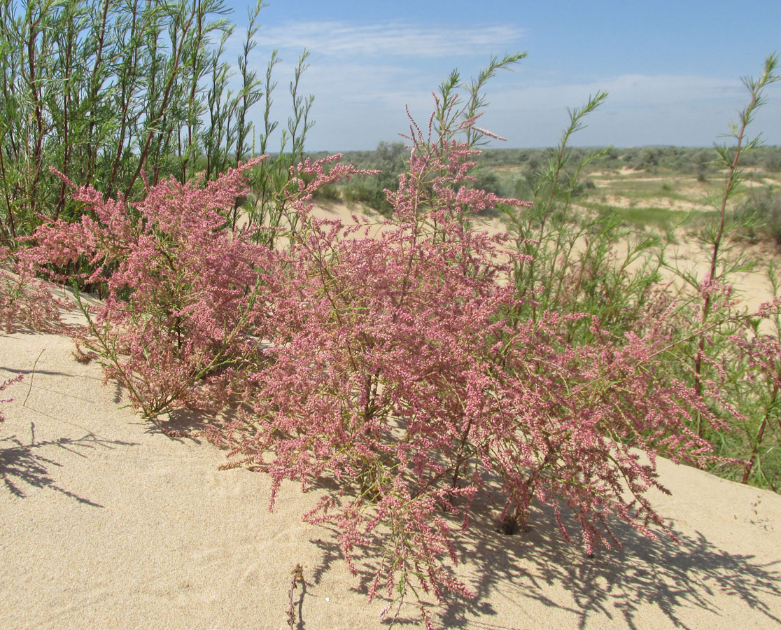 Изображение особи Tamarix ramosissima.