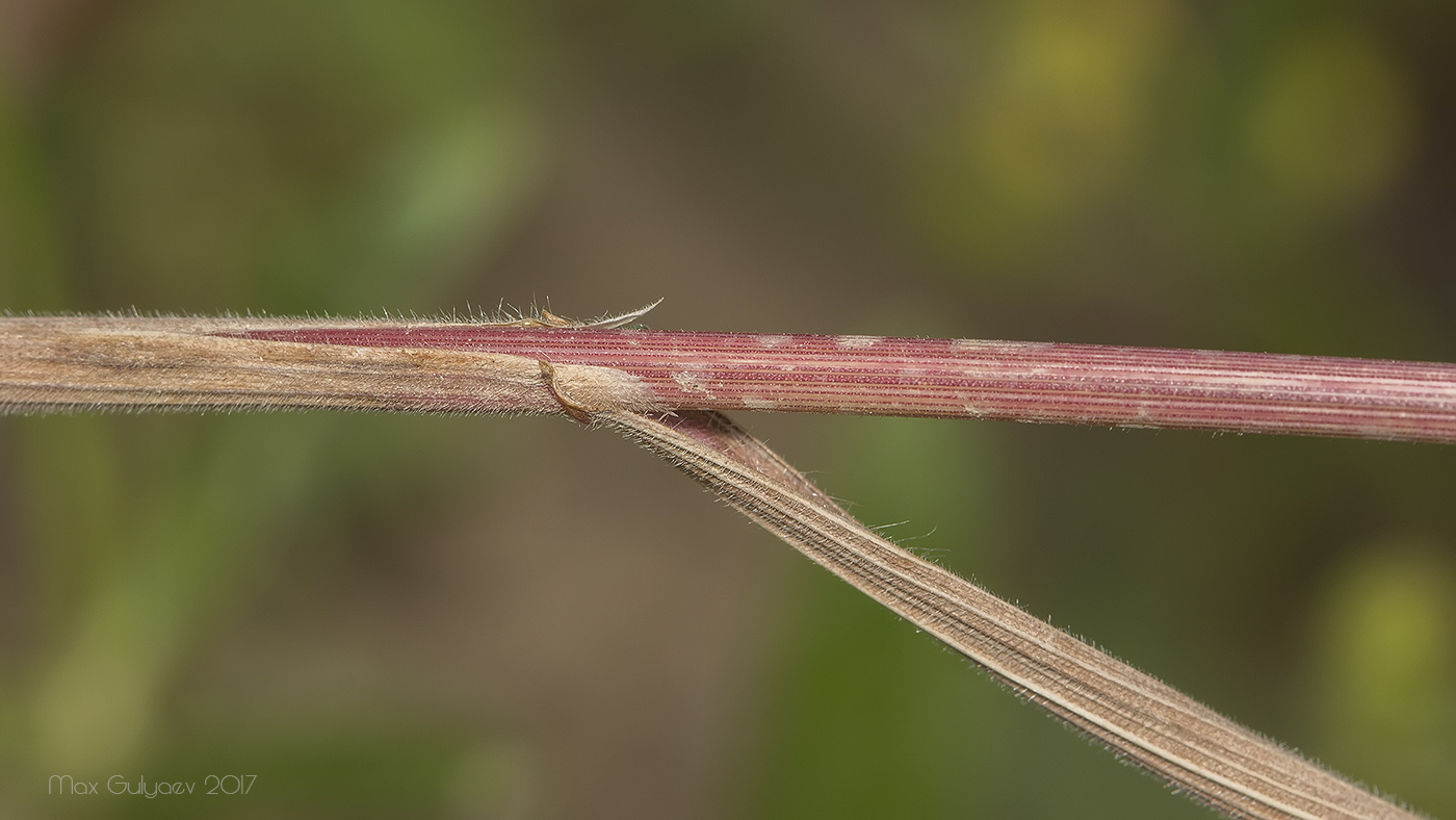 Изображение особи Bromus arvensis.