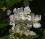 род Philadelphus