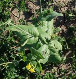 Brassica campestris