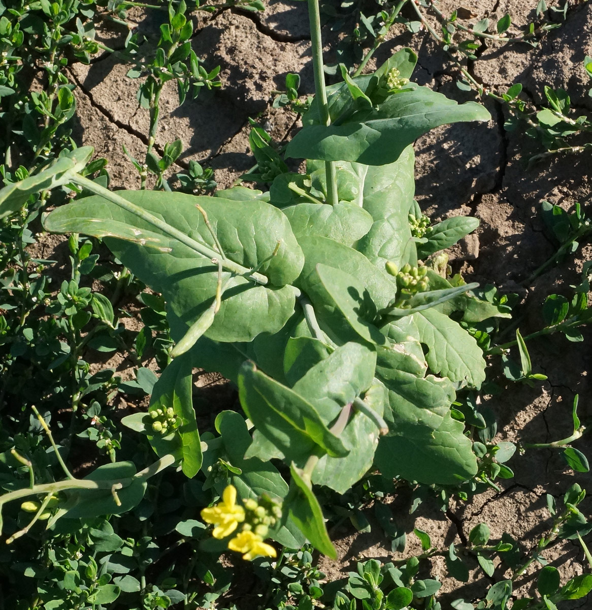 Изображение особи Brassica campestris.