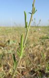 Centaurea steveniana. Часть побега. Крым, Раздольненский р-н, окр. с. Стерегущее, Бакальская коса, приморские пески. 1 июля 2017 г.