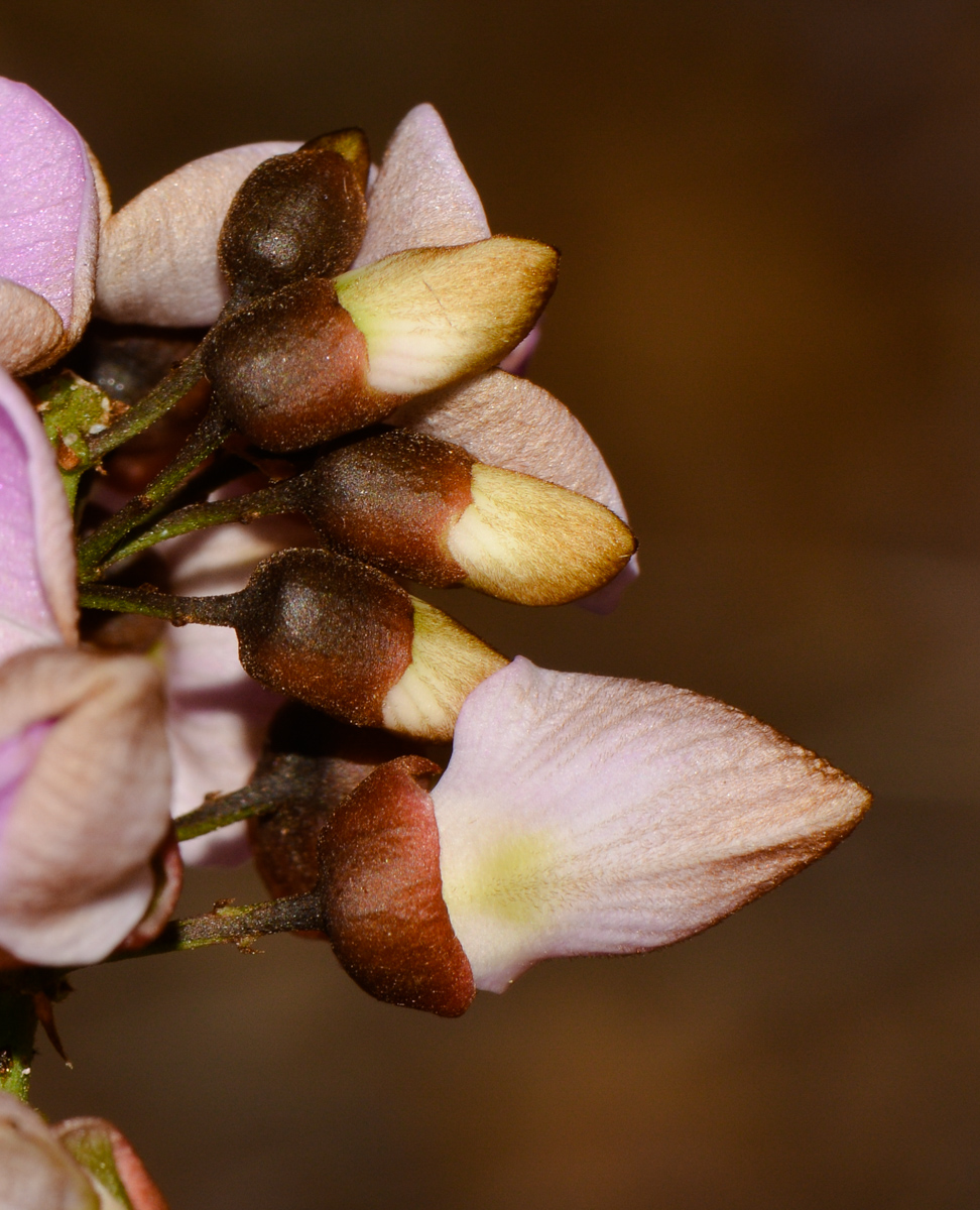 Изображение особи Pongamia pinnata.