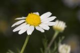 Matricaria recutita
