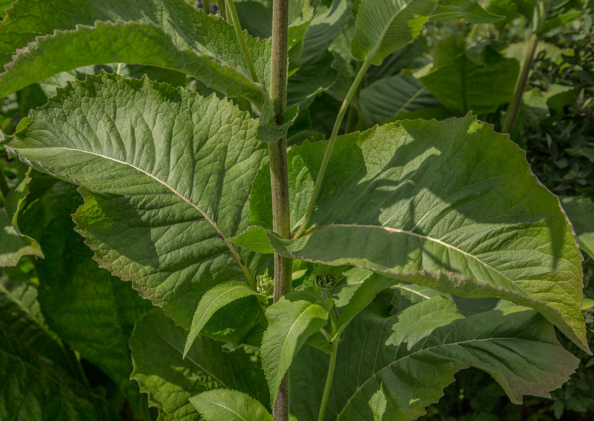 Изображение особи Inula helenium.