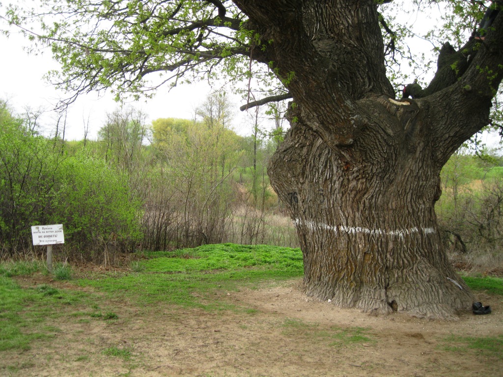 Изображение особи Quercus robur.