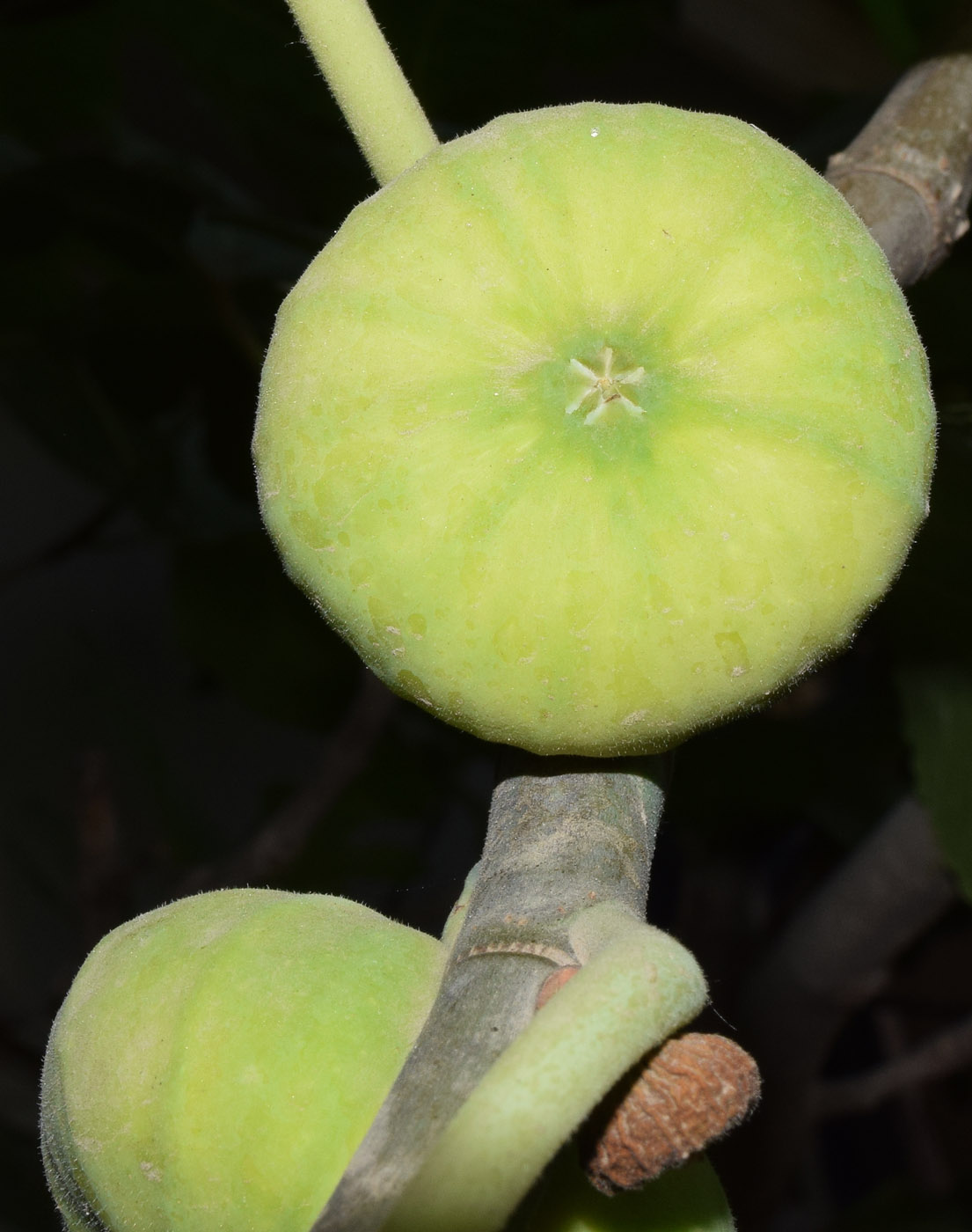 Изображение особи Ficus carica.