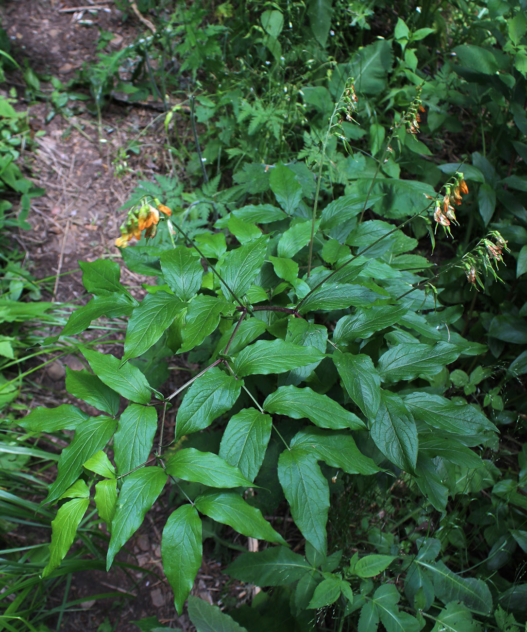 Image of Lathyrus aureus specimen.