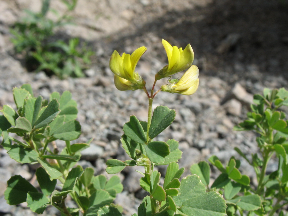 Image of Melilotoides aristata specimen.