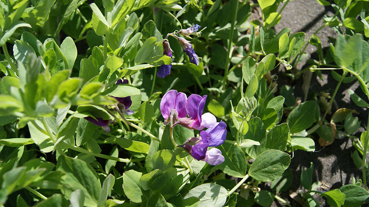 Image of Lathyrus japonicus ssp. pubescens specimen.