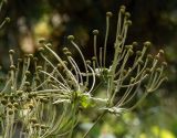 Anemone hupehensis. Соплодия с незрелыми плодами. Украина, г. Запорожье, клумба. 10.09.2017.