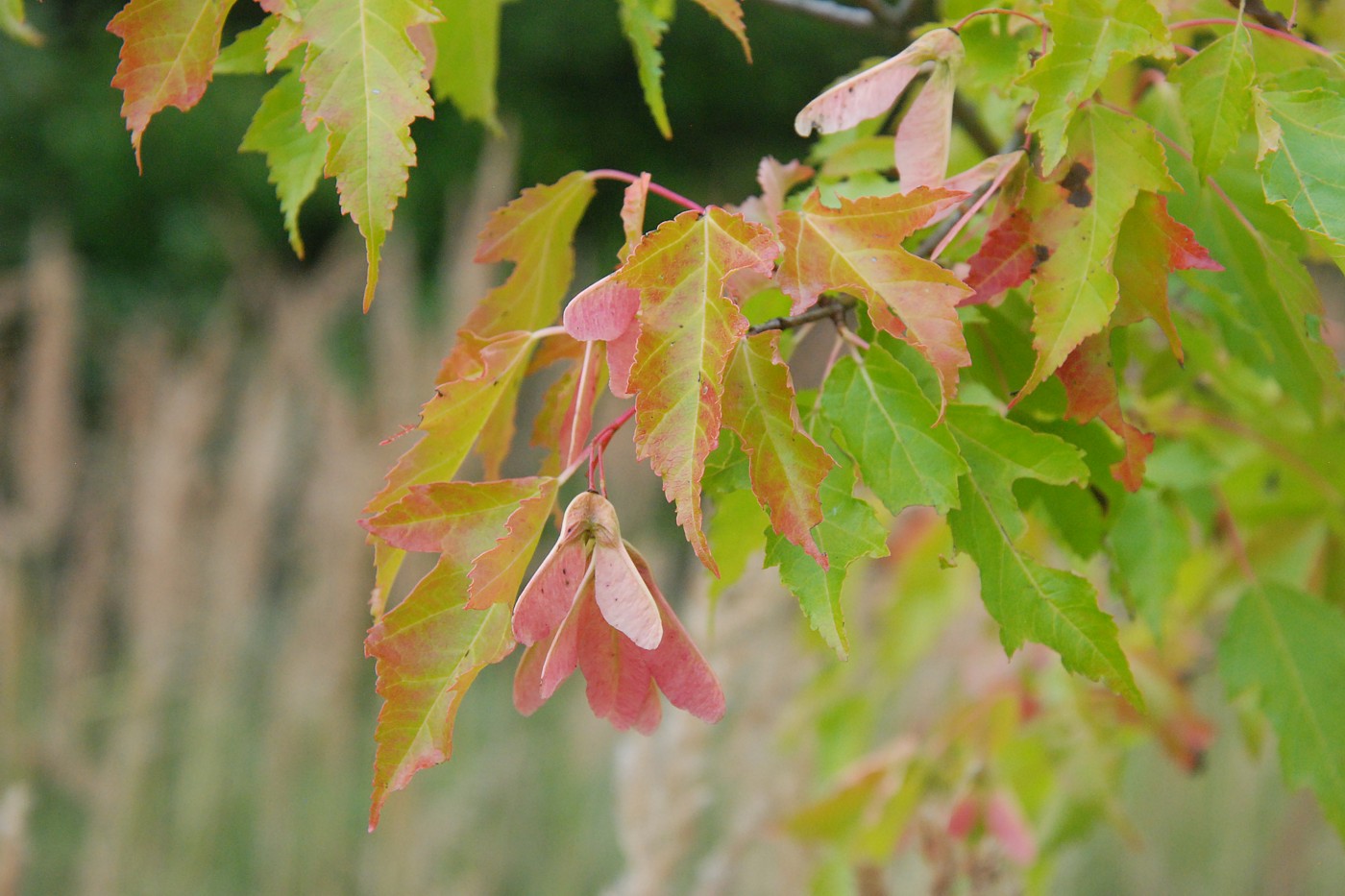 Image of Acer ginnala specimen.