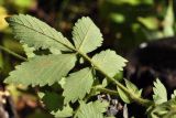 Agrimonia coreana