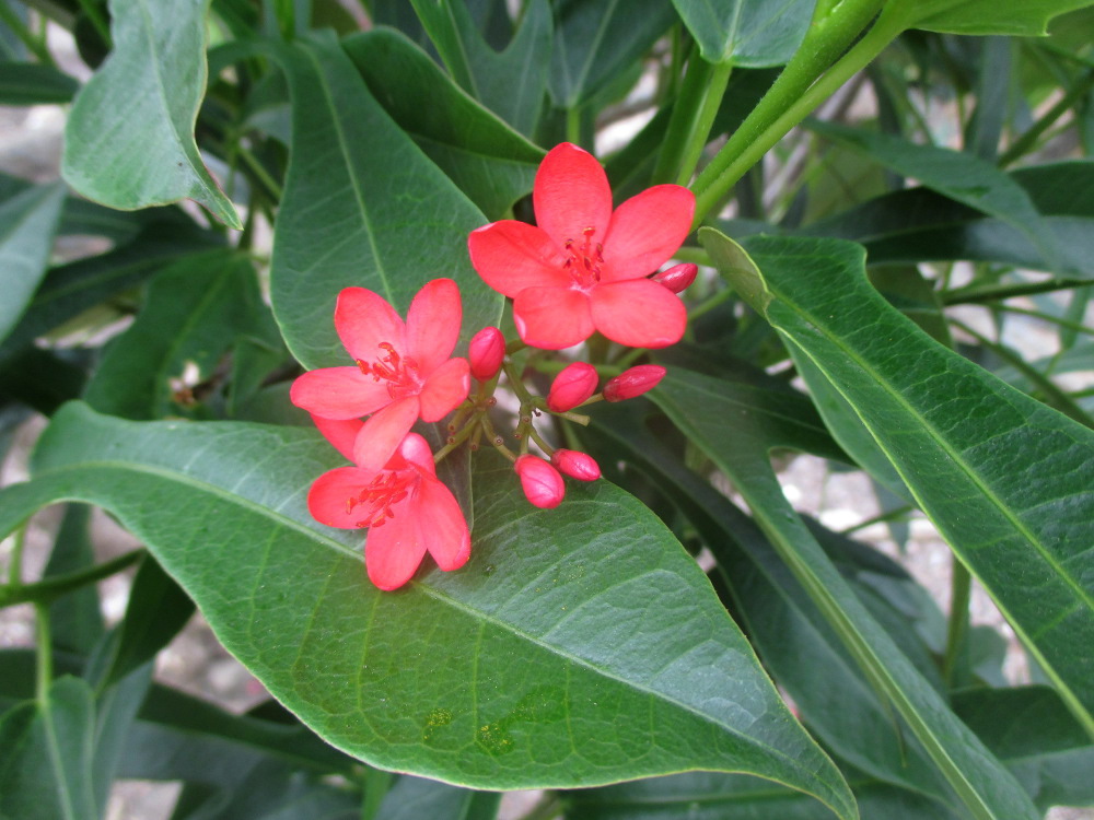 Изображение особи Jatropha integerrima.