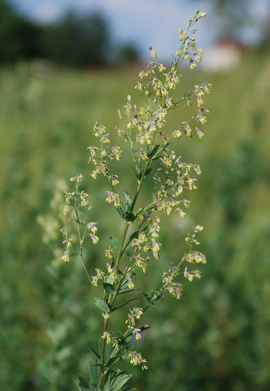 Изображение особи Thalictrum simplex.