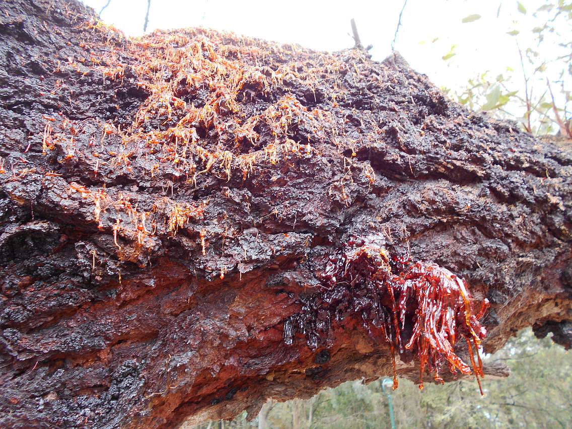 Image of Corymbia gummifera specimen.