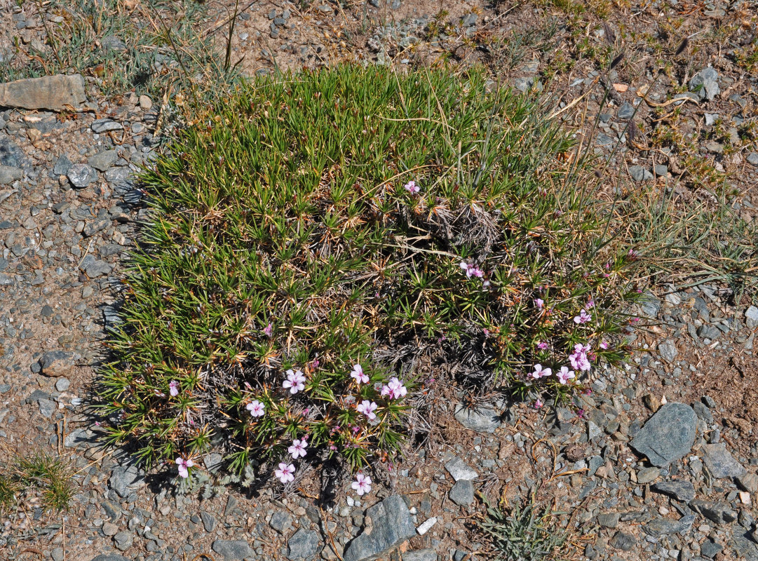 Image of genus Acantholimon specimen.