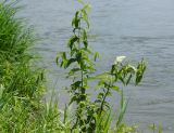 Lysimachia vulgaris