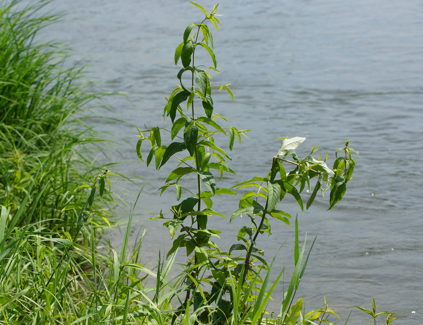 Изображение особи Lysimachia vulgaris.