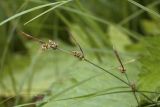 Carex globularis. Верхушка плодоносящего побега. Сахалинская обл., Охинский р-н; п-в Шмидта, бассейн р. Пильво, зеленомошный елово-лиственничный лес. 14.07.2017.