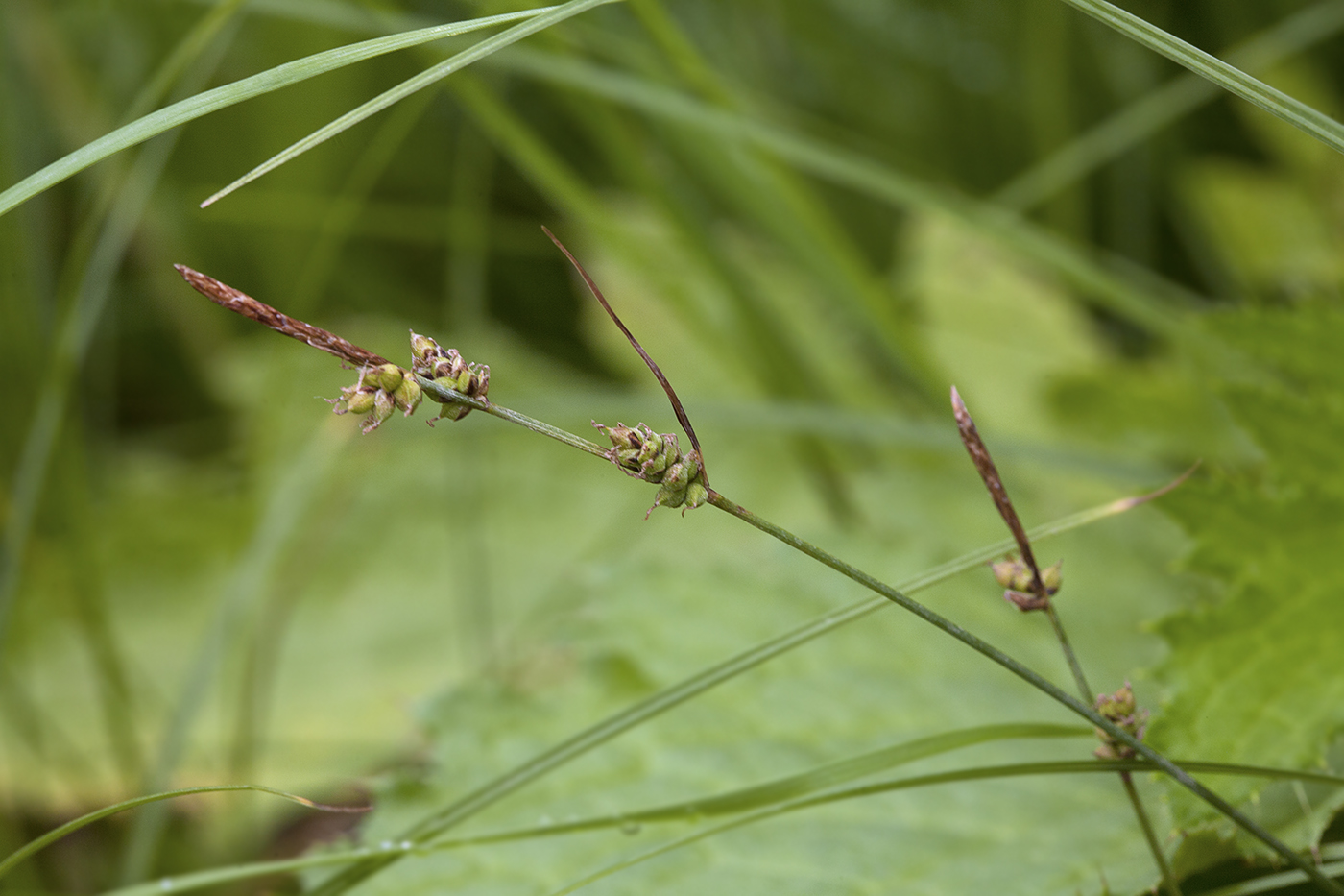 Image of Carex globularis specimen.