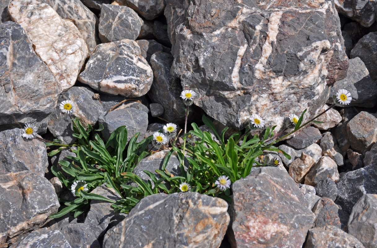 Image of Erigeron pallidus specimen.