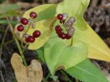 Maianthemum bifolium. Верхушки плодоносящих растений. Иркутская обл., Шелеховский р-н, окр. с. Введенщина, сосновый лес, обочина лесной дороги. 10.09.2016.