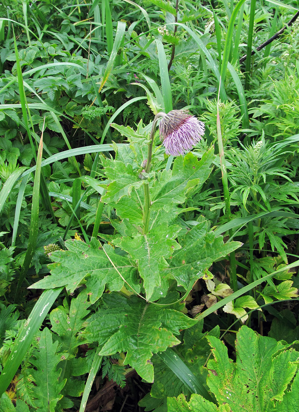 Image of Cirsium kamtschaticum specimen.