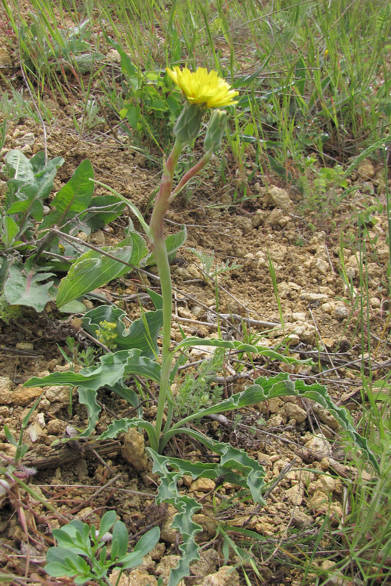 Image of Scorzonera crispa specimen.