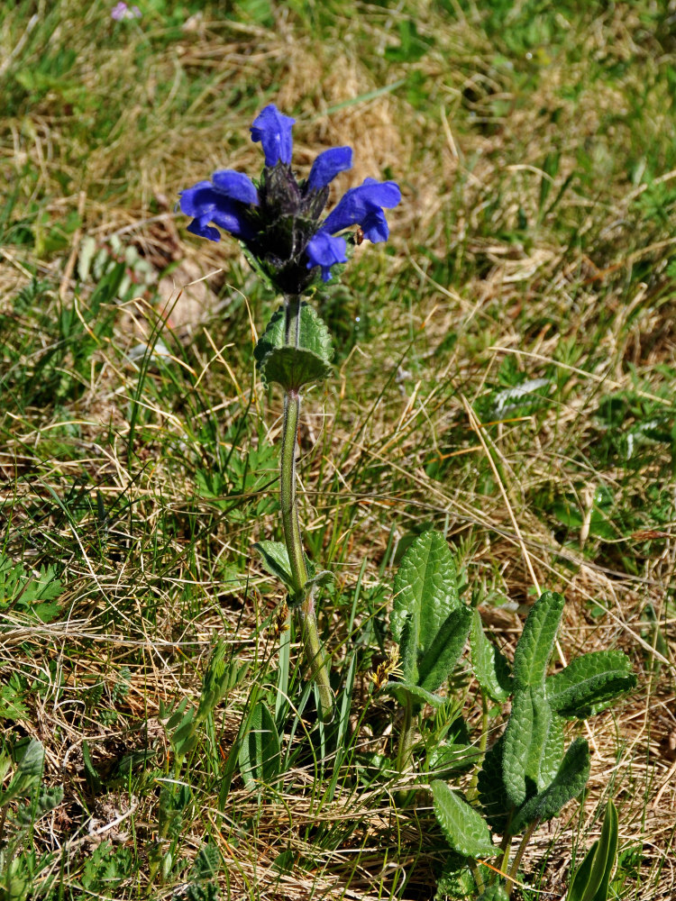 Image of Dracocephalum grandiflorum specimen.