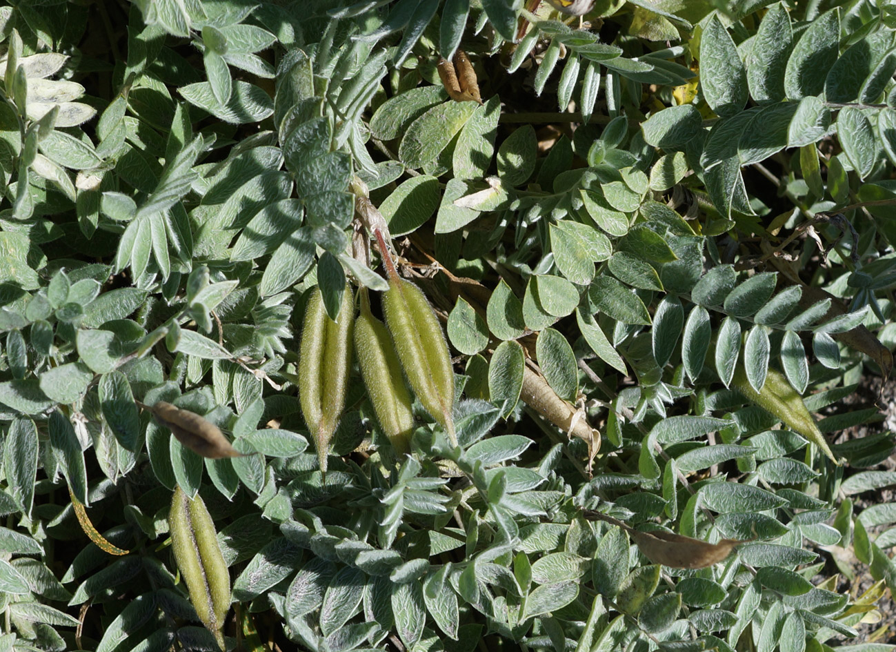 Image of Oxytropis revoluta specimen.