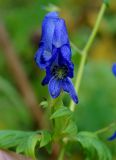 Aconitum fischeri