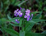 Hesperis sibirica