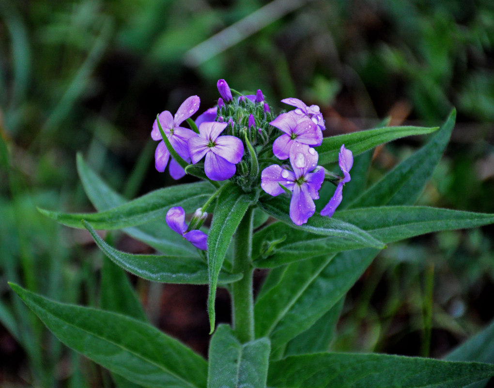 Изображение особи Hesperis sibirica.