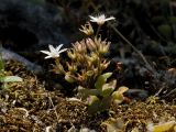 Sedum eriocarpum subspecies spathulifolium. Растение с цветками и формирующимися плодами. Греция, о-в Крит, ном Ханья (Νομός Χανίων), дим Сфакион (Δήμος Σφακίων), Самарийское ущелье (Φαράγγι Σαμαριάς), на подпорной стенке. 26 июня 2017 г.