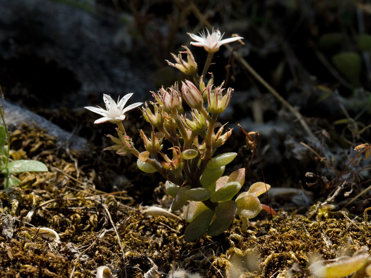 Image of Sedum eriocarpum ssp. spathulifolium specimen.