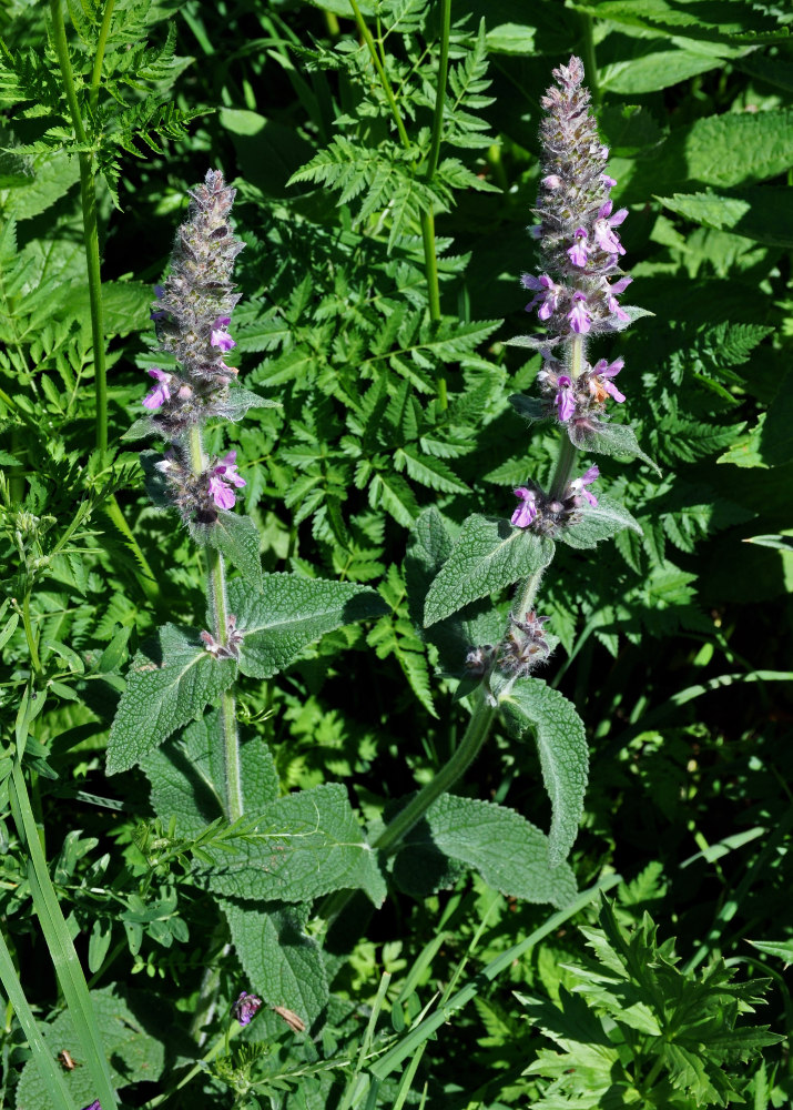 Image of Stachys balansae specimen.