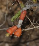 Cylindropuntia leptocaulis