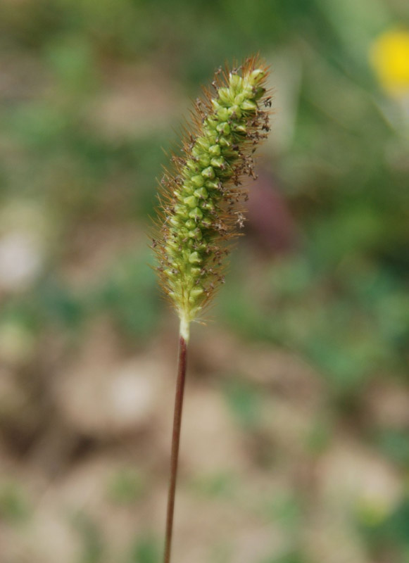 Image of Setaria pumila specimen.