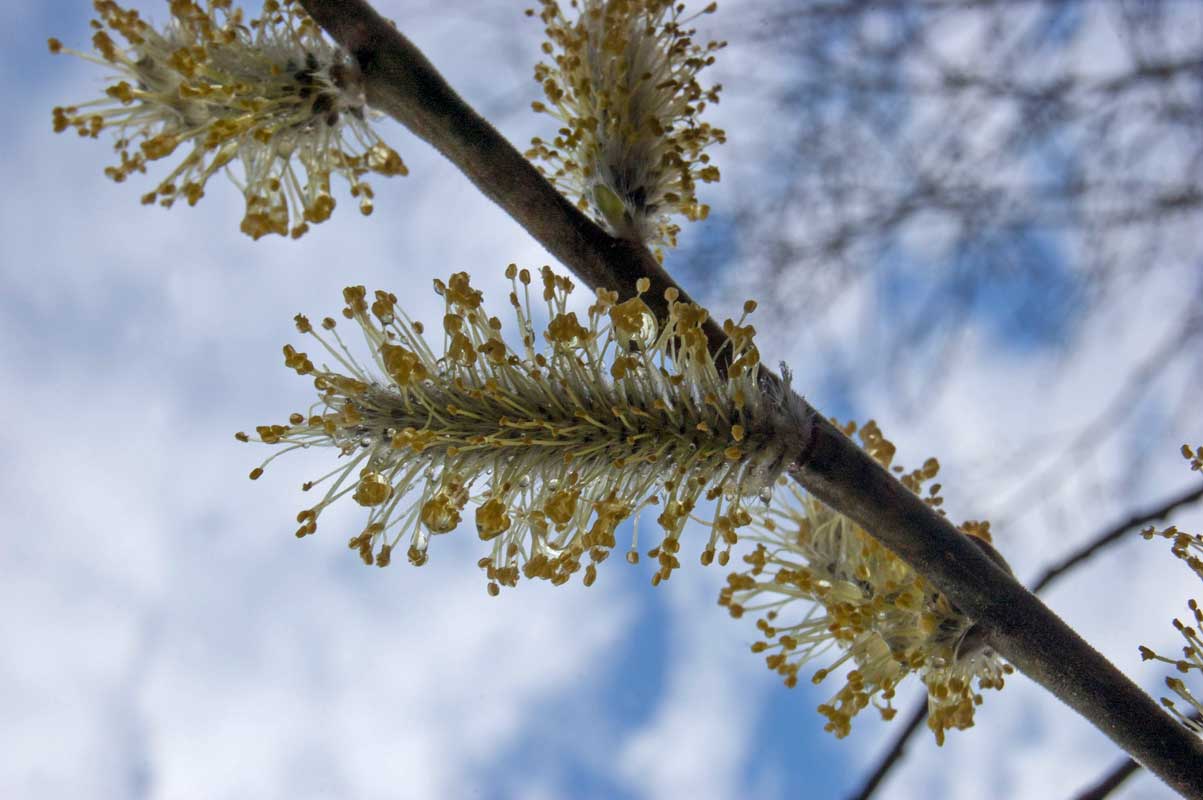 Image of genus Salix specimen.