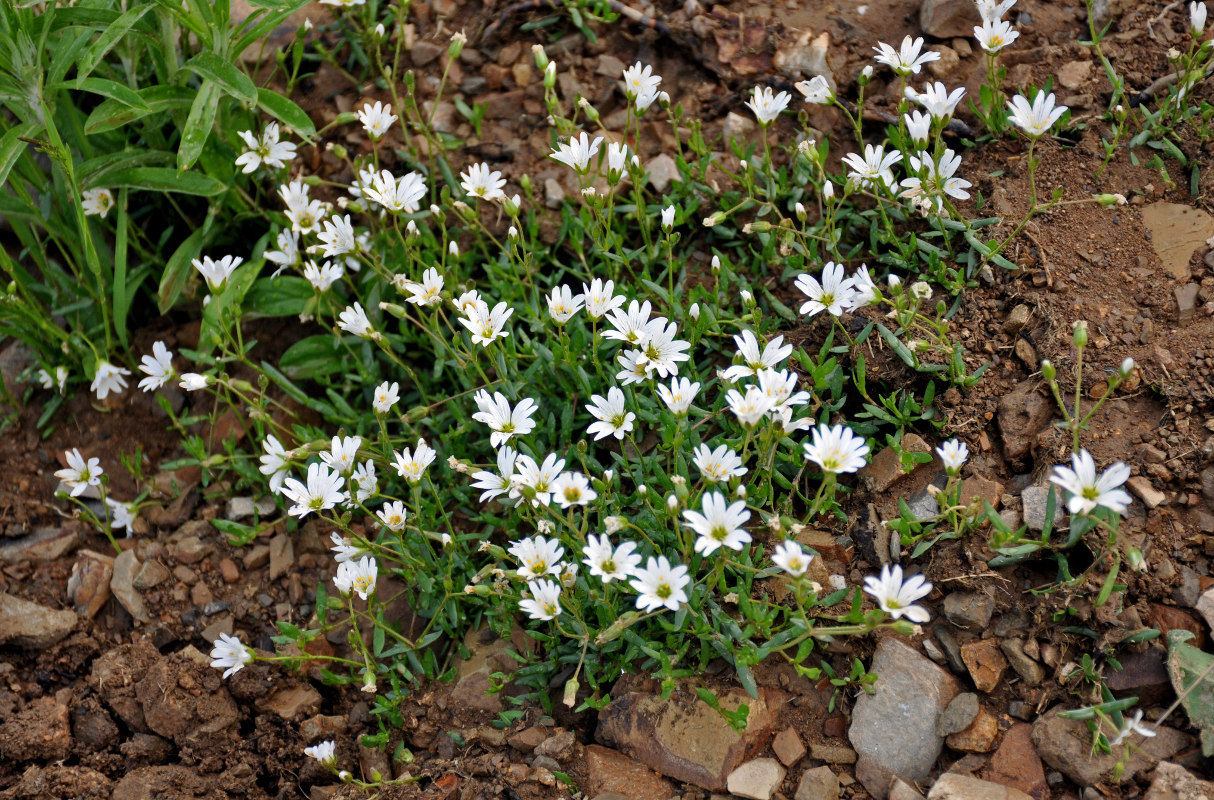 Изображение особи Dichodon cerastoides.