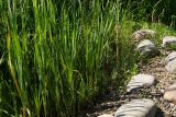 Calamagrostis