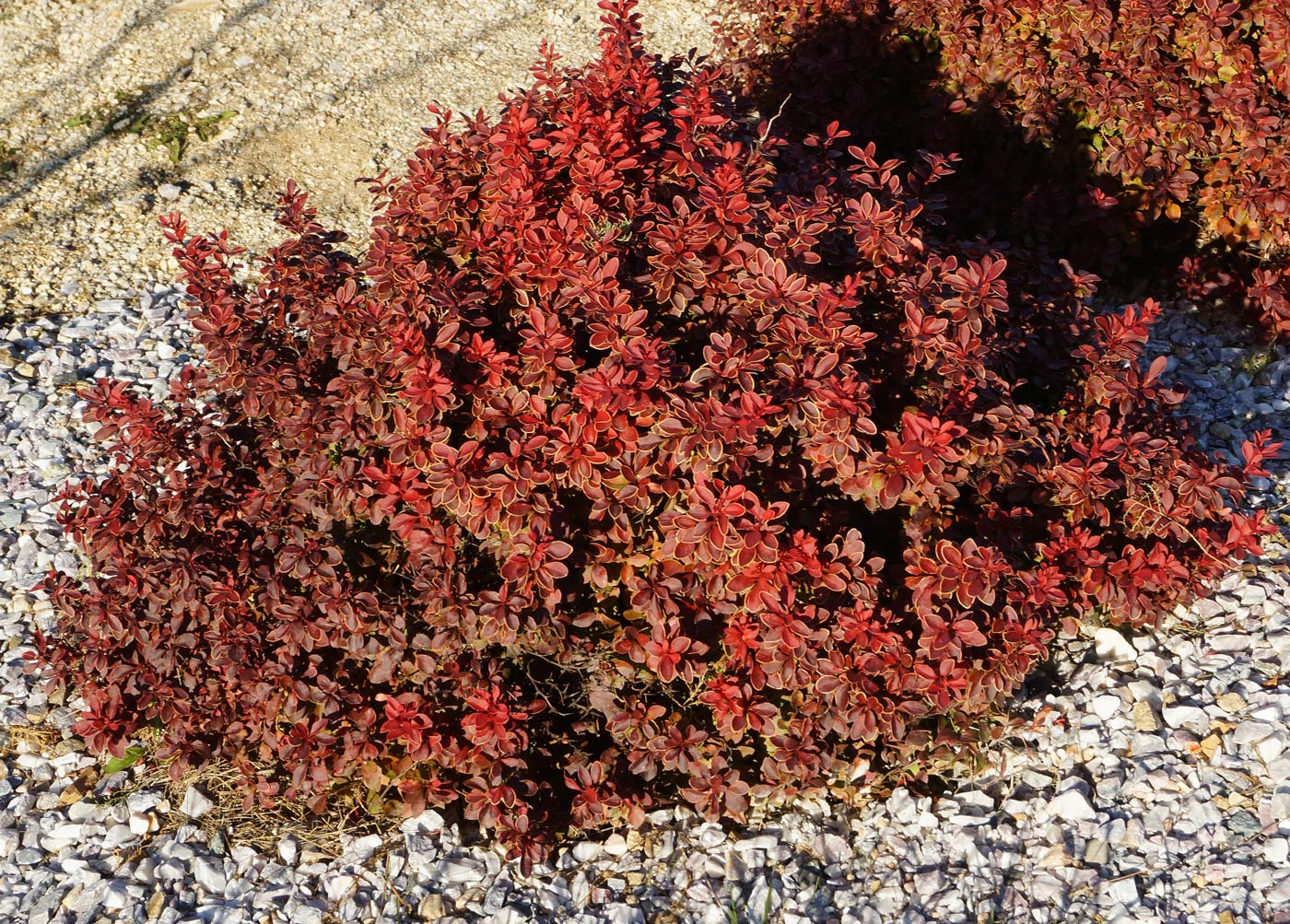 Image of Berberis thunbergii specimen.